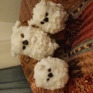 Snowy white owls